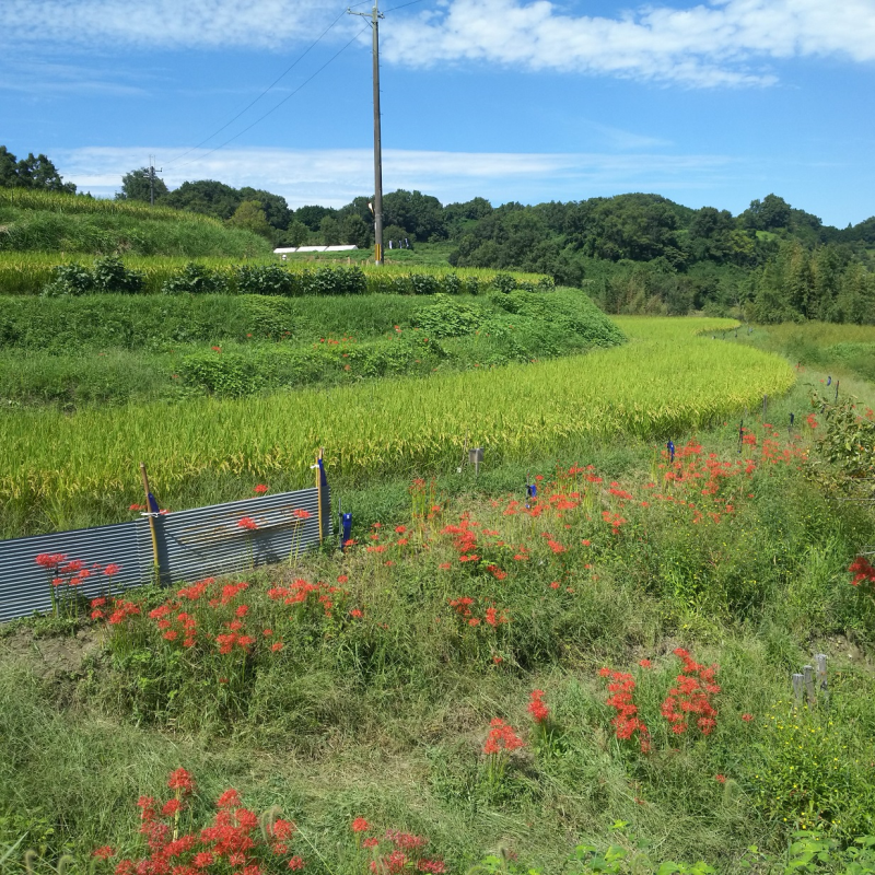 稲穂と彼岸花（秋）3