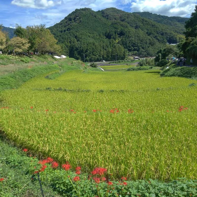 稲穂と彼岸花（秋）4