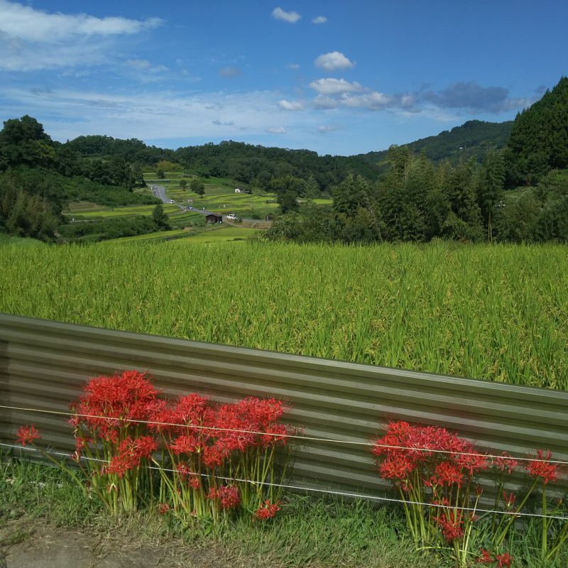 稲穂と彼岸花（秋）6