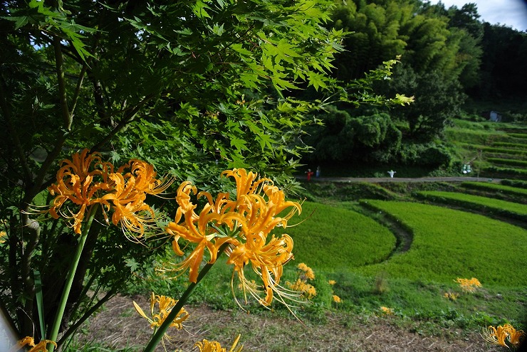 稲穂と彼岸花（秋）2