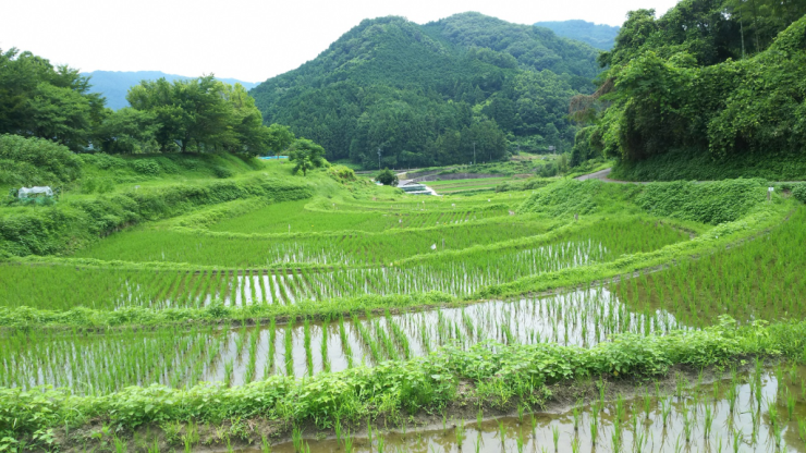 水田（夏）1