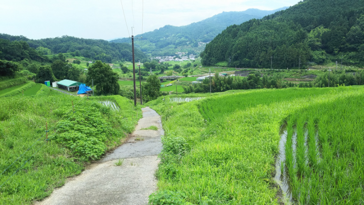 水田（夏）2