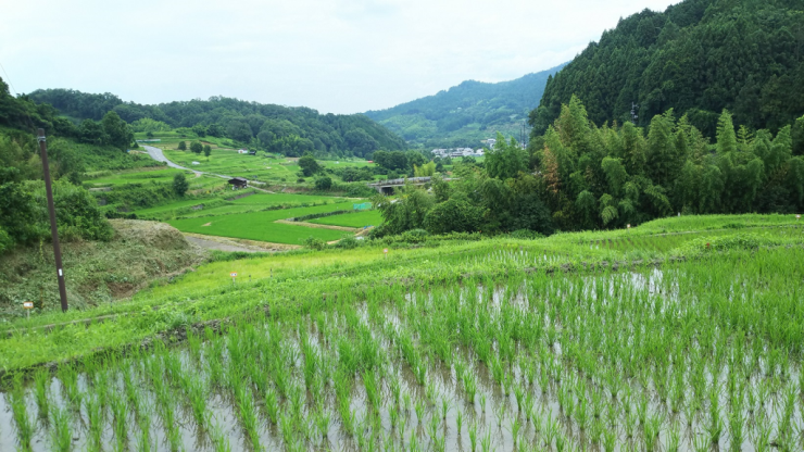 水田（夏）3