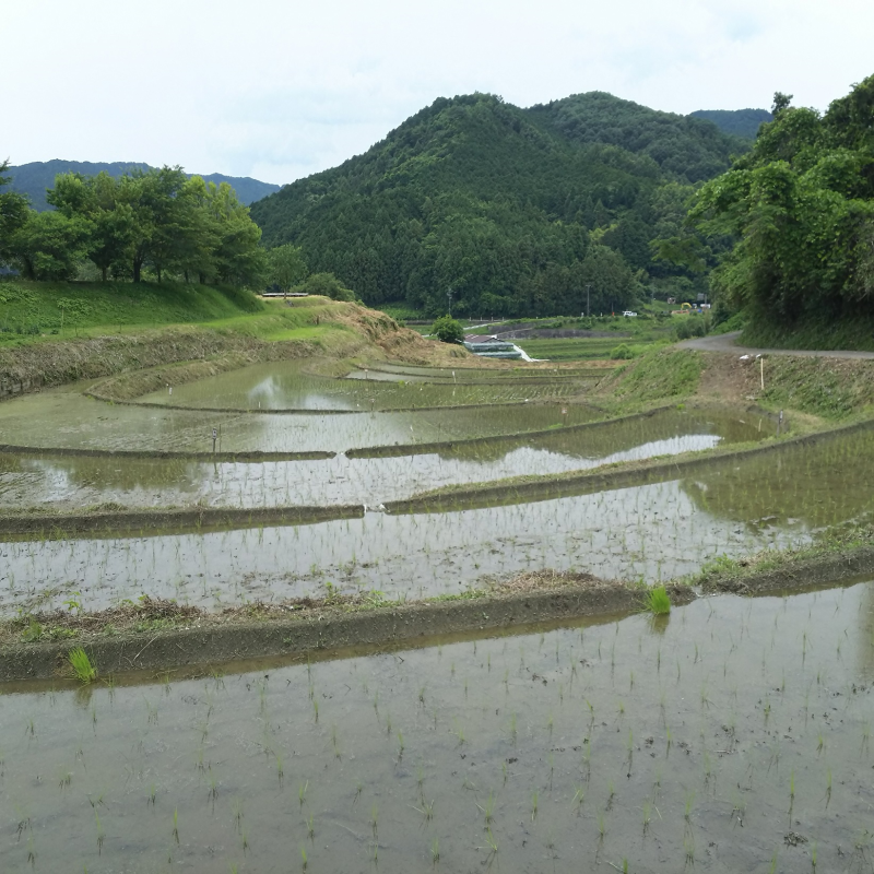 田植え後の水田1 （初夏）