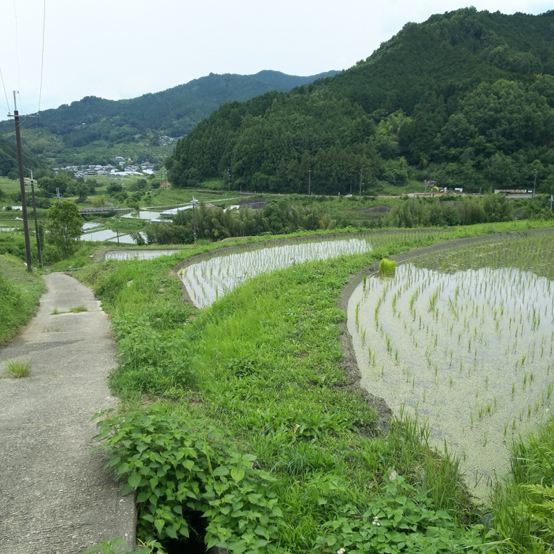 田植え後の水田2 （初夏）