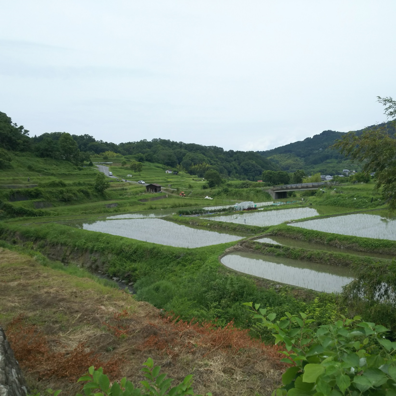 田植え後の水田3 （初夏）