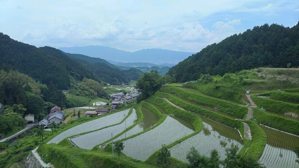 田植え後のかむらから見下ろす明日香の棚田