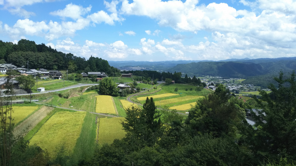 稲刈り前の棚田1