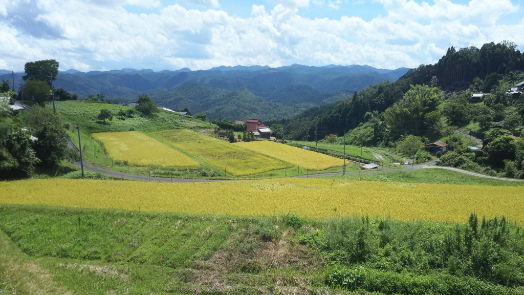 稲刈り前の棚田2
