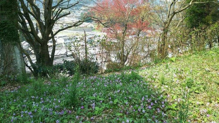 森野旧薬園の草木：カタクリの群生とハナノキ