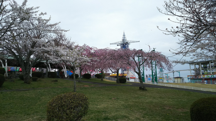 生駒山上遊園地の桜