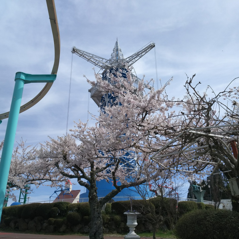 桜と飛行塔