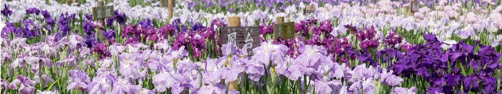 満開の花菖蒲