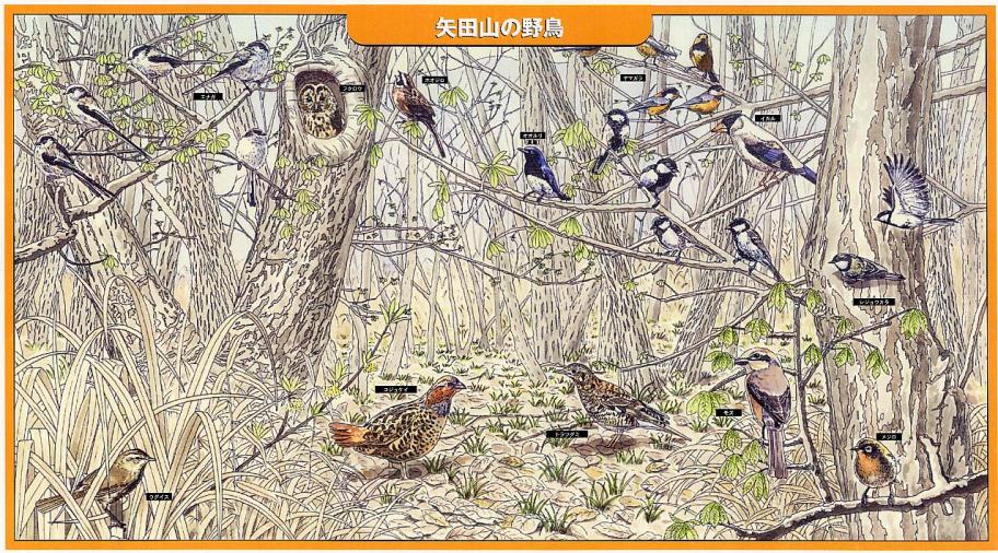 矢田丘陵の野鳥