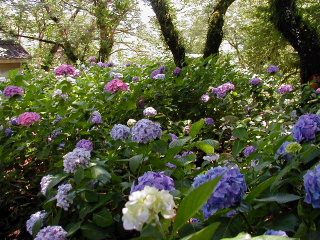 矢田山遊びの森写真1