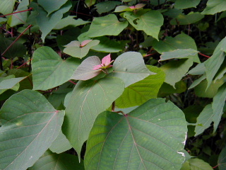 矢田山遊びの森写真3