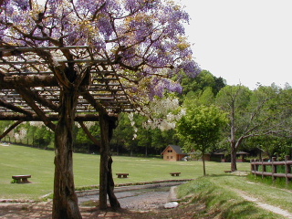 矢田山遊びの森写真2