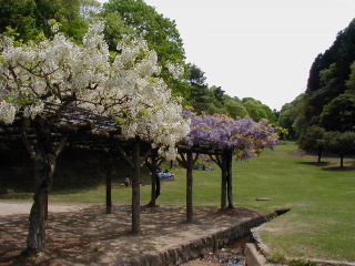 矢田山遊びの森写真3