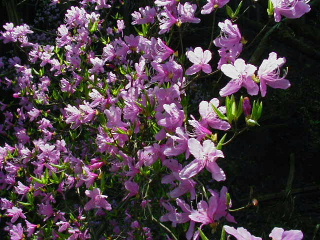 矢田山遊びの森写真7