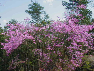 矢田山遊びの森写真2