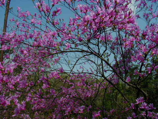 矢田山遊びの森写真5