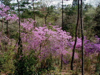 矢田山遊びの森写88