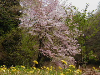 矢田山遊びの森写真3