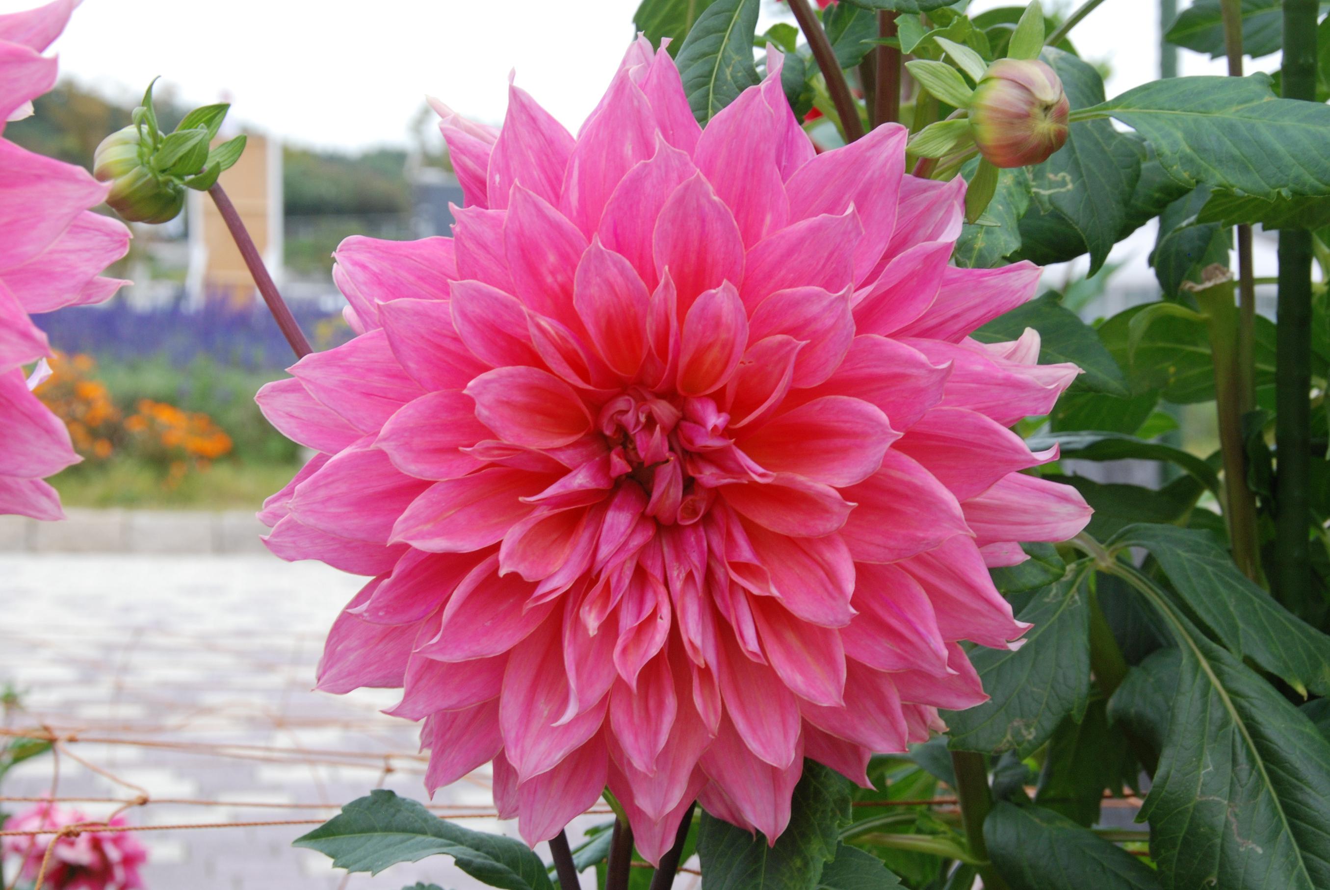 ダリアのベルオブバルメラ