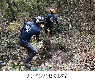 ナンキンハゼ伐採