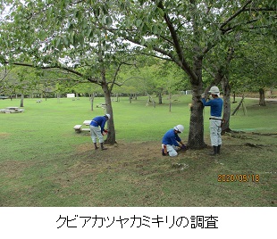 クビアカツヤカミキリ