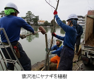 猿沢池にヤナギを植樹