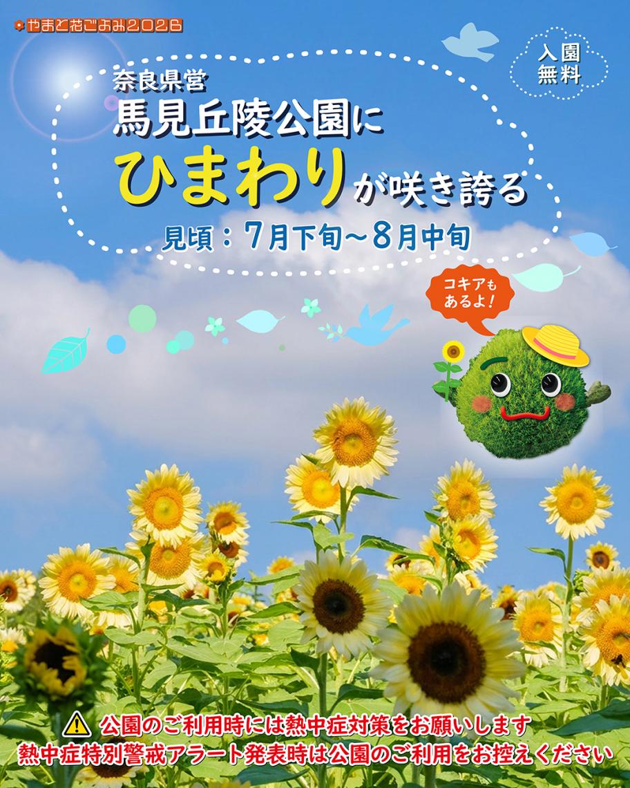 馬見丘陵公園のひまわりが見頃です