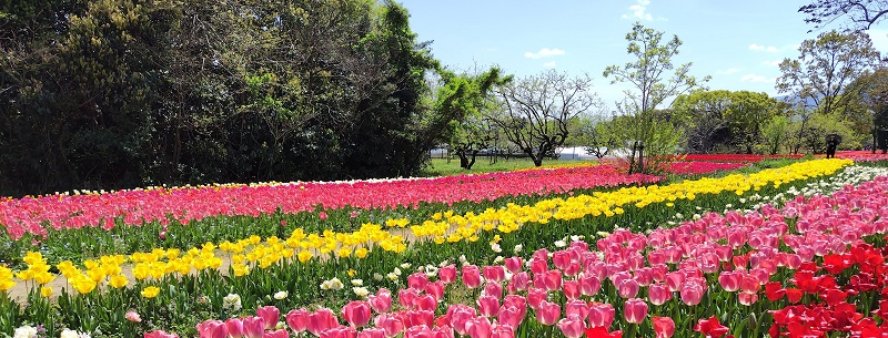 チューリップの写真