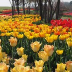 チューリップ1
