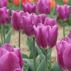 チューリップ6