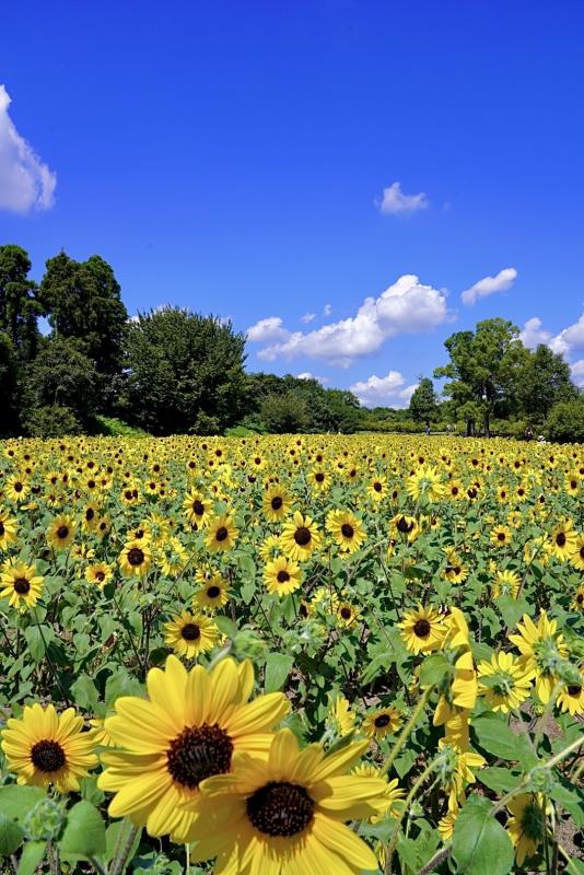 ひまわりの写真