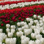 チューリップ2
