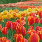 チューリップ3