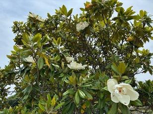 タイサンボクの花1