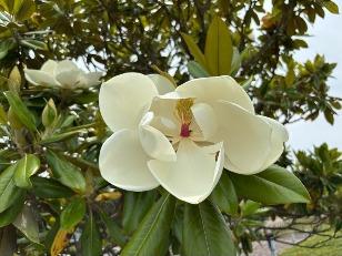 タイサンボクの花2