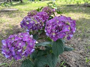 アジサイの様子2