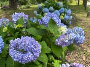 アジサイの様子1