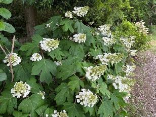 アジサイの様子3