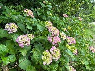 アジサイの様子4