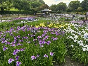 菖蒲園／中央エリア1