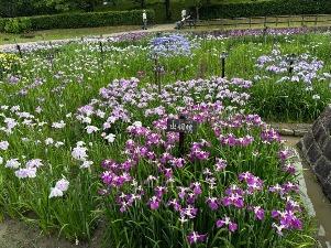 菖蒲園／中央エリア4