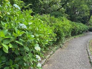 アジサイの小径／中央エリア4