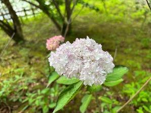 アジサイの小径／中央エリア3