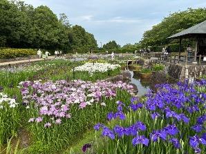 菖蒲園／中央エリア3