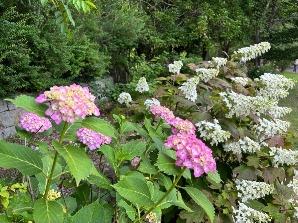 アジサイの小径／中央エリア1